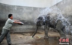 济南动物园饲养员泼水为大象降温解暑